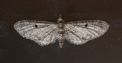 Eupithecia satyrata
