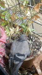Columba livia domestica