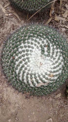 Mammillaria orcuttii