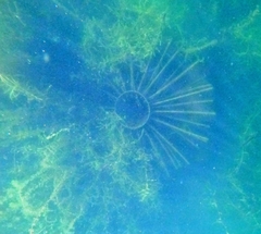 Dreissena polymorpha