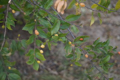 Grewia retinervis