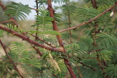 Acacia ataxacantha image