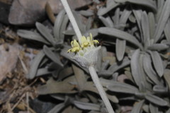 Sideritis sipylea
