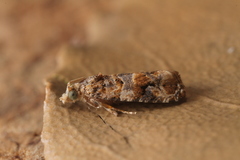Lobesia botrana
