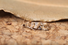 Lobesia botrana