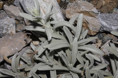 Sideritis sipylea