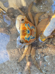 Metopograpsus latifrons