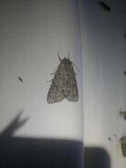 Acronicta spinigera
