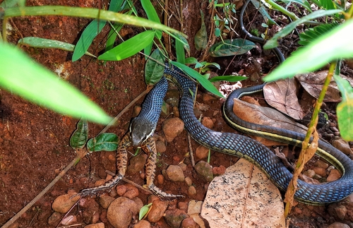 Western Ghats Bronze back, Dendrelaphis chairecacos