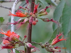 Woodfordia fruticosa