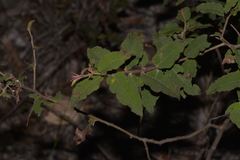 Eucalyptus tindaliae