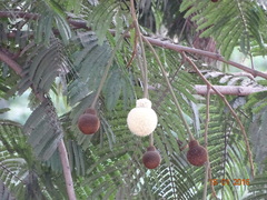 Parkia biglandulosa