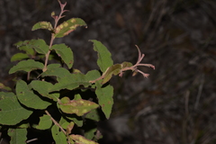 Eucalyptus tindaliae