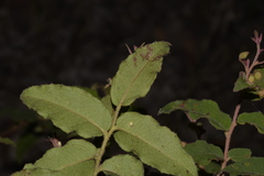 Eucalyptus tindaliae