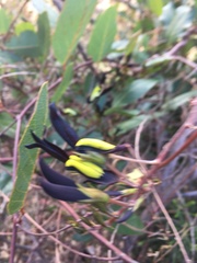 Kennedia nigricans