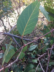 Kennedia nigricans