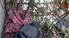 Columba livia domestica
