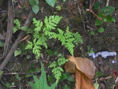 Pteris tremula