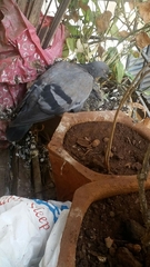 Columba livia domestica