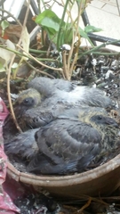 Columba livia domestica