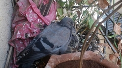 Columba livia domestica