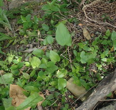 Zantedeschia aethiopica