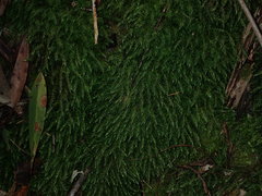 Dicranoloma dicarpum