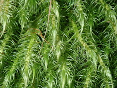 Dicranoloma dicarpum