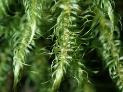 Dicranoloma dicarpum