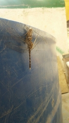 Bradinopyga geminata