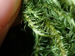 Dicranoloma dicarpum