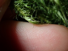 Dicranoloma dicarpum