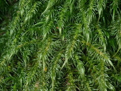 Dicranoloma dicarpum