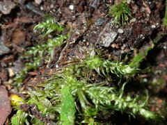 Dicranoloma dicarpum