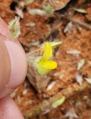 Crotalaria pisicarpa