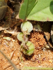 Crotalaria pisicarpa image