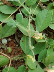 Crotalaria pisicarpa image