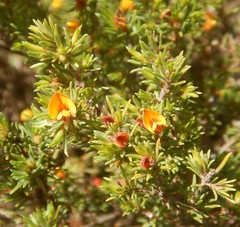 Pultenaea tenuifolia