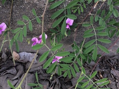 Tephrosia cinerea