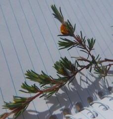 Pultenaea tenuifolia