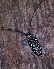 Stellognatha maculata