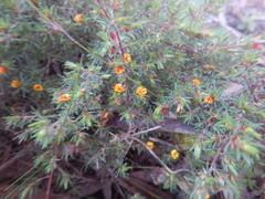 Pultenaea tenuifolia