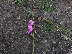 Tephrosia cinerea