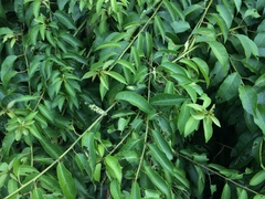 Trichostigma octandrum