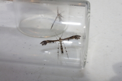 Dejongia lobidactylus