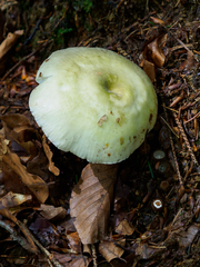 Russula violeipes