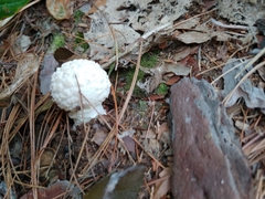 Lycoperdon candidum