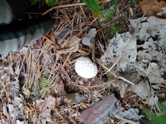 Lycoperdon candidum