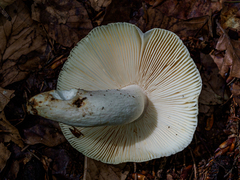 Russula violeipes