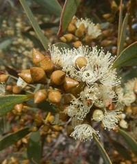 Eucalyptus diversifolia